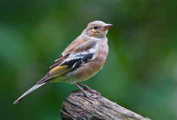 Chaffinch
