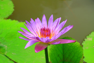 Purple lotus blossom