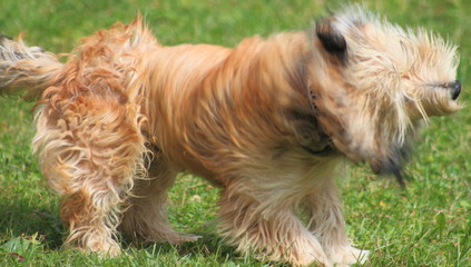 Cane si scrolla l'acqua di dosso