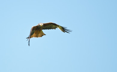 Red Kite