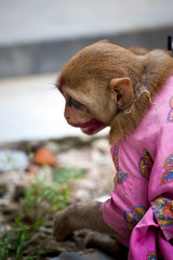 Indian female monkey in pink costume