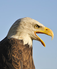 Weißkopfseeadler