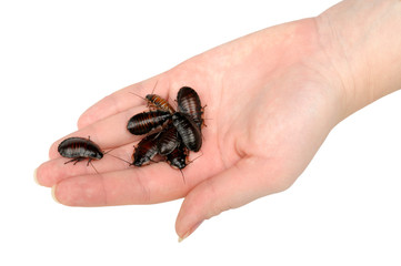 pile of cockroaches in the hand
