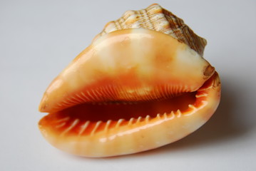 orange weiss Porzellanschnecke