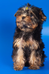 Yorkshire Terrier dog on white
