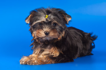 Yorkshire Terrier dog on white