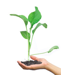 Hands holding a tree