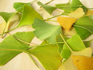 Ginkgoblätter