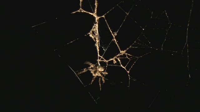 Spinne auf Beutefang