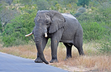 Obraz premium African Elephant