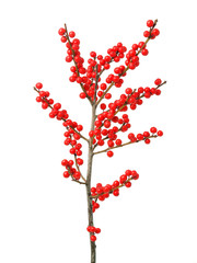 Branch holly with red berries isolated