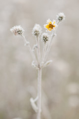 Frozen plant