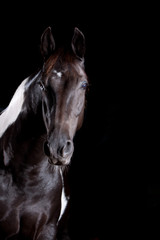Obraz na płótnie Canvas Portret konia