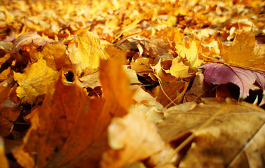 The colorful Autumn Background is made of maple leaves.