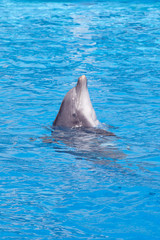 Bottlenose dolphin