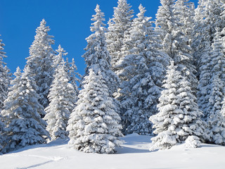 Winter in the alps