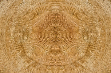 trunk of the tree