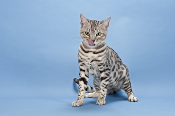 Bengal Katze vor schwieriger Futterentscheidung 13253