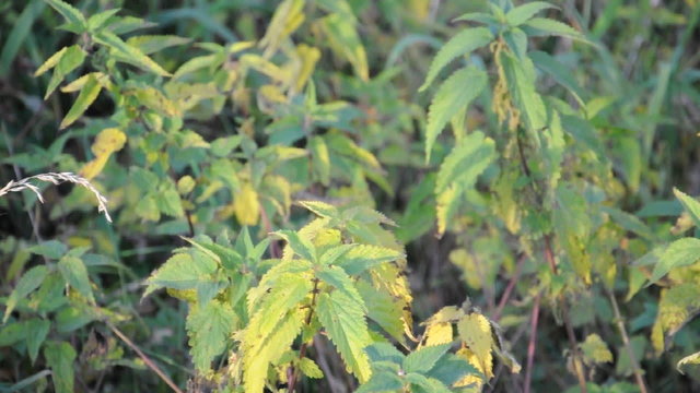 Brennesel im Herbst