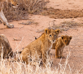 Baby lion sitting in the grass
