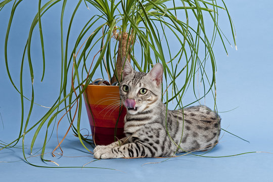 Katzen-Bengal-13279