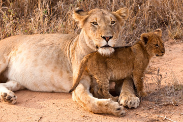 Lion family resting in the grass