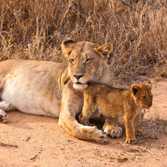 Female lion walking  through the grass