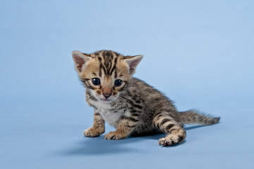 Obraz premium Bengal Kitten 13379