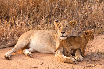 Female lion walking  through the grass