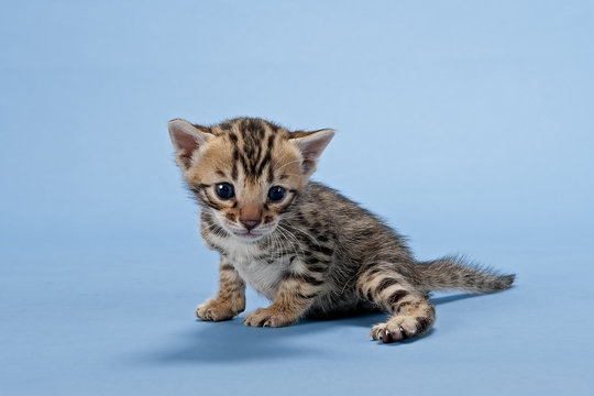 Bengal Kitten 13379