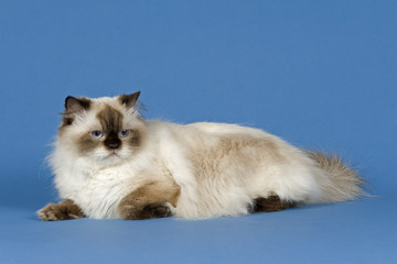 Katzen-BLH-11474