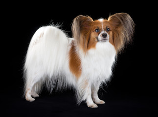 Papillon dog