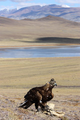 hunting with golden eagle in mongolian desert.