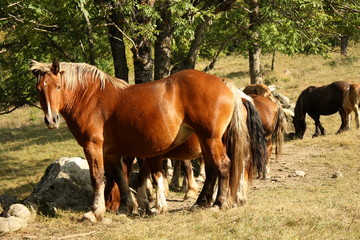 Naklejka na ściany i meble herd of chestnut horses