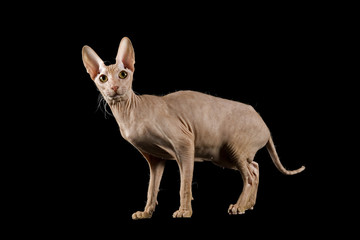 Katzen-Peterbald 10290