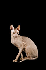 Katzen-Peterbald 10325