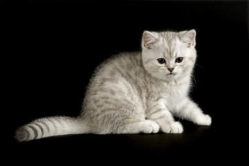 Katzen-Selkirk-Rex 11445