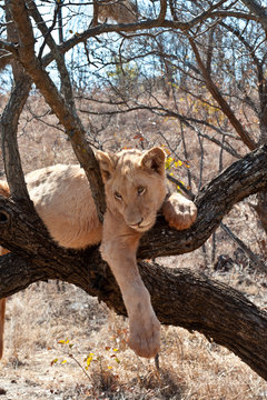 Lion Cub Resting On Tree Branch