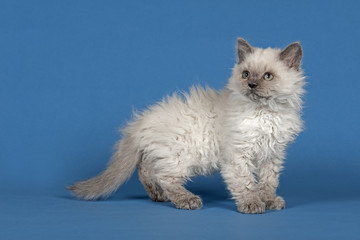 Obraz premium Katzen-Selkirk-Rex-2010-12024