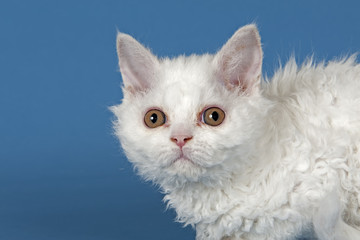 Katzen-Selkirk-Rex-2010-12090