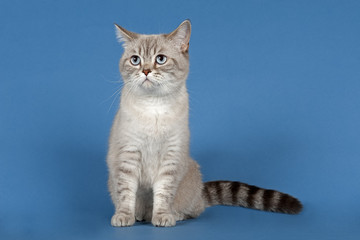 Katzen-Selkirk-Rex-2010-12072