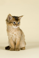 Katzen-Somali 10598