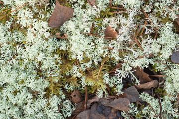 Moss on a bog, a close up