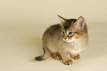 Katzen-Somali-2010-10631