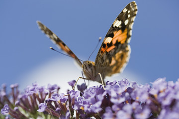 Painted Lady Butterfly (Vanessa cardui) on Buddleia davidii