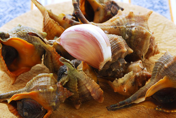 Bolinus brandaris - 2