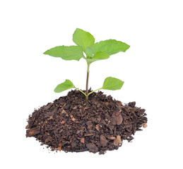 plant tree white background
