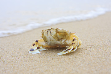 Crab