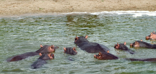 Fototapeta premium some Hippos waterside in Africa