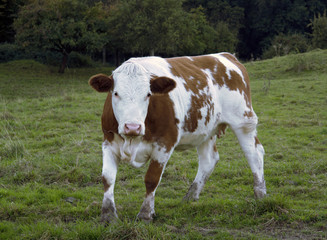 Fototapeta na wymiar brązowe i białe krowy na feedlot pied